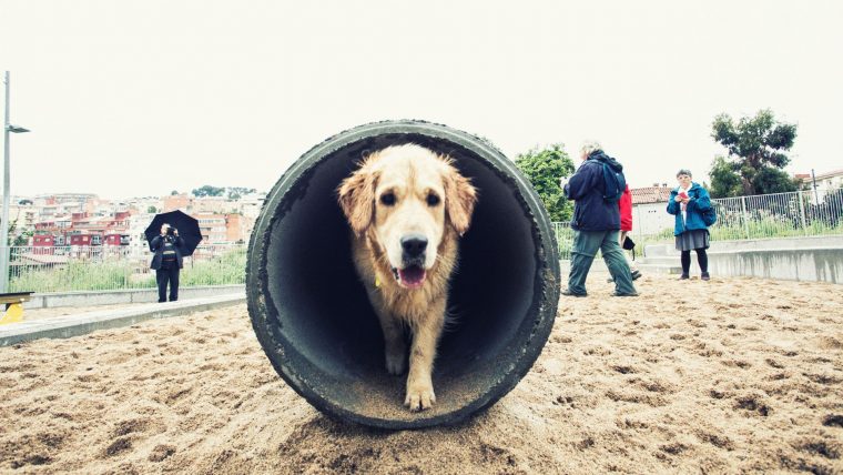 Barcelona habilitará 89 puntos de recreo para perros sueltos en determinadas franjas horarias