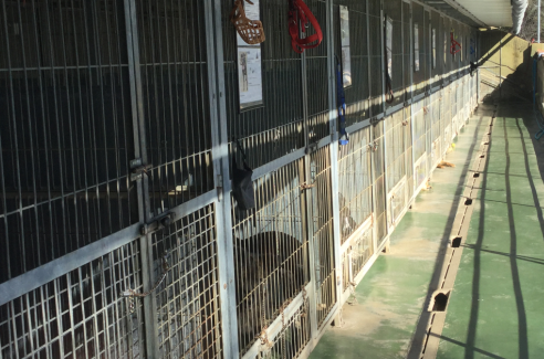 El centre d’animals l’Última Llar, denunciat per maltractament animal