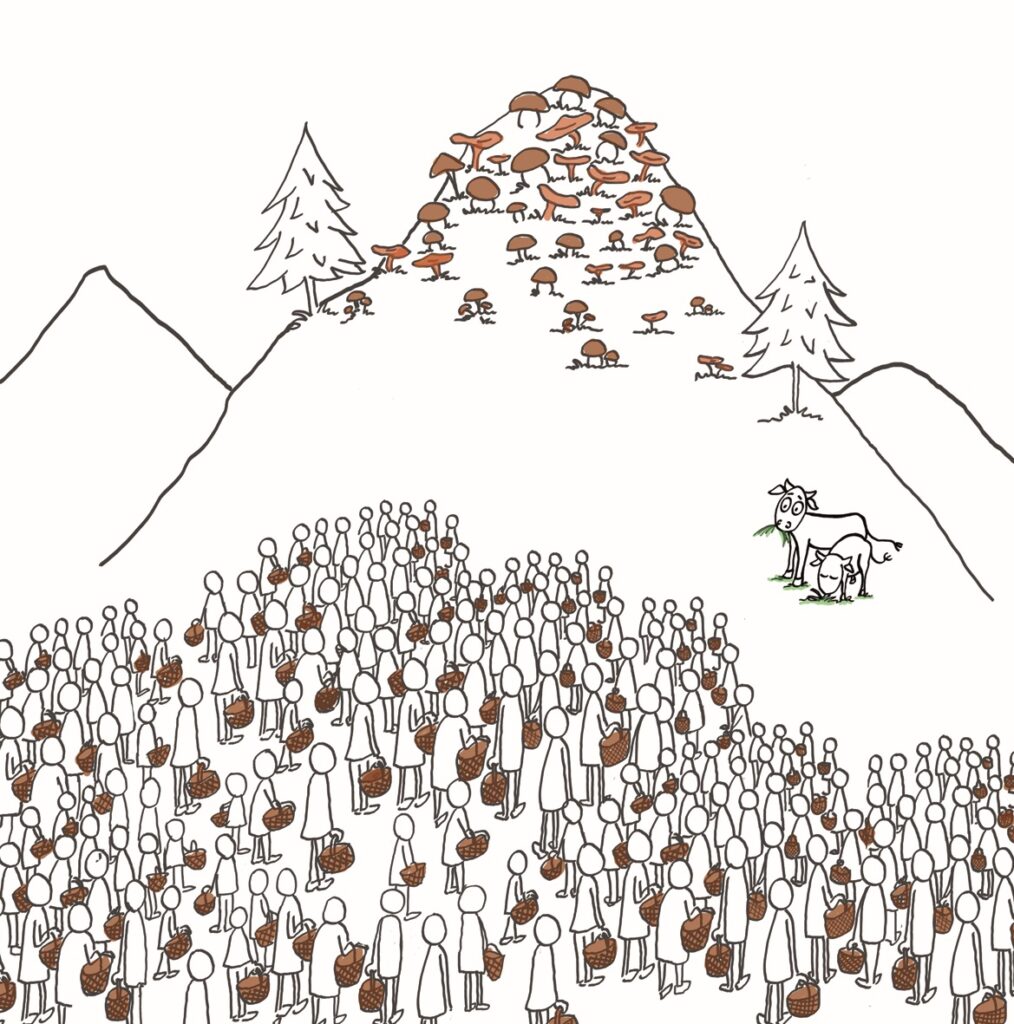 Es tiempo de setas, es tiempo de masificar el entorno