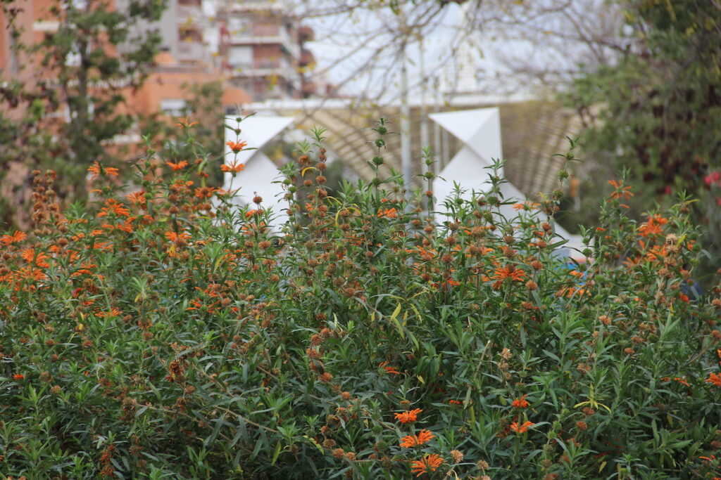 Los nombres ocultos del paréntesis