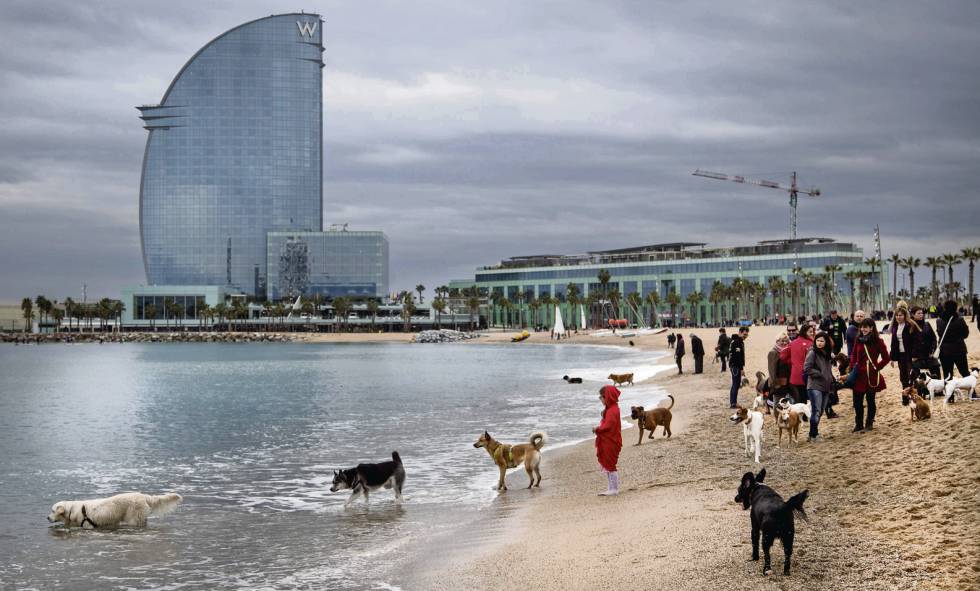 Barcelona, ciudad amiga de los perros