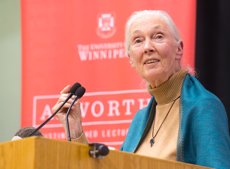 Jane Goodall: la mujer que borró la frontera entre humanos y animales